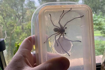Огромный паук десантировался на постель австралийца