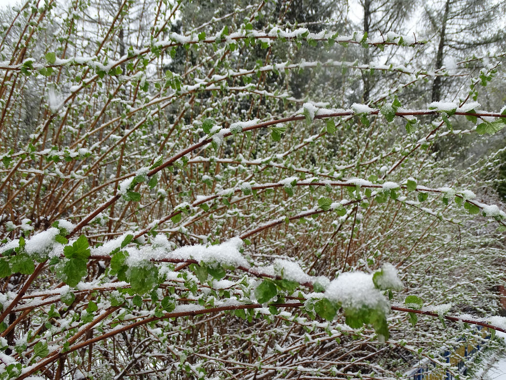 В марте и апреле в Украине выпадет снег &#8212; синоптики