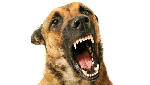 В Ивано-Франковской области часть города закрыли на карантин из-за бешенного пса