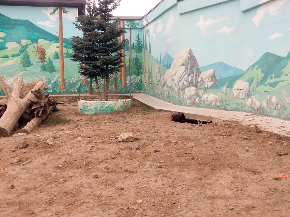 Подольский зоопарк показал новорожденного медвежонка