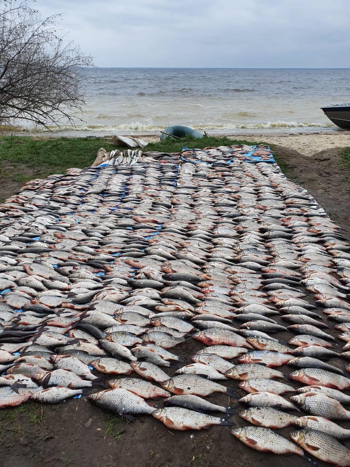 Под Киевом браконьер наловил рыбы на 86 тысяч гривен