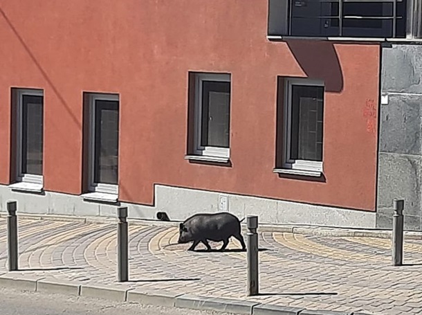 В центре Винницы на улице увидели вьетнамскую свинью