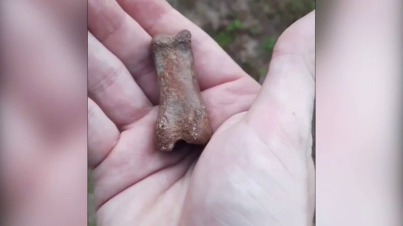 Во Флориде зоолог наткнулся на странную окаменелую кость