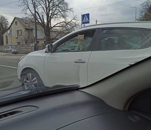 В Киеве заметили кошку «за рулем»