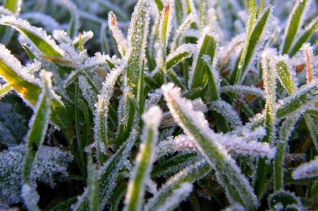 Синоптики рассказали, как заморозки повлияют на будущий урожай