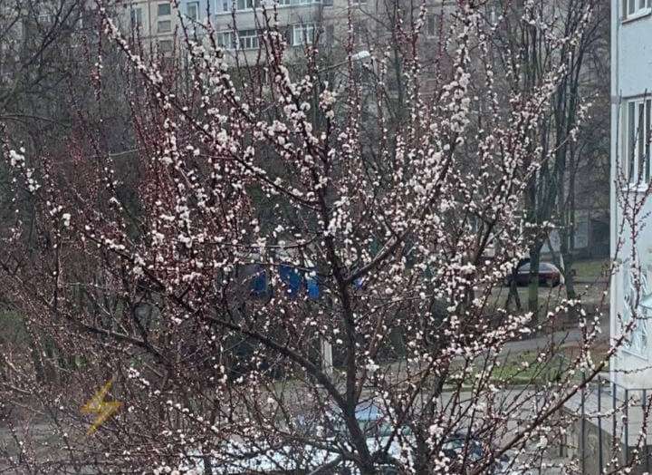 В Харькове начали цвести абрикосы
