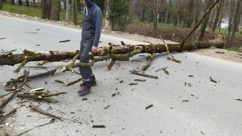 На Прикарпатье дерево упало на возвращающуюся домой школьницу