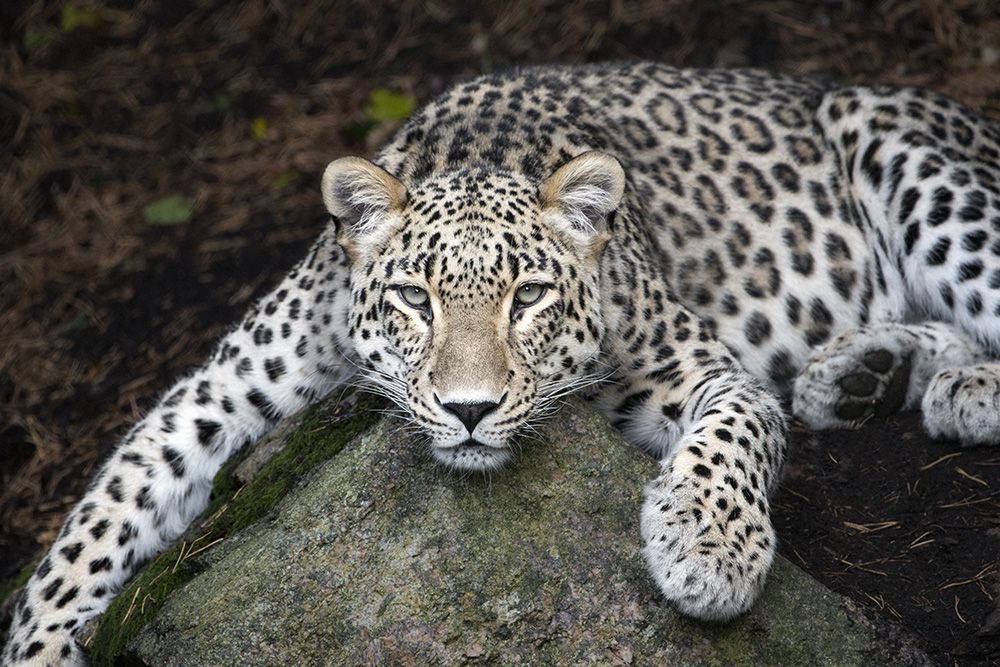 В Индии леопард попал в город и ранил трех человек