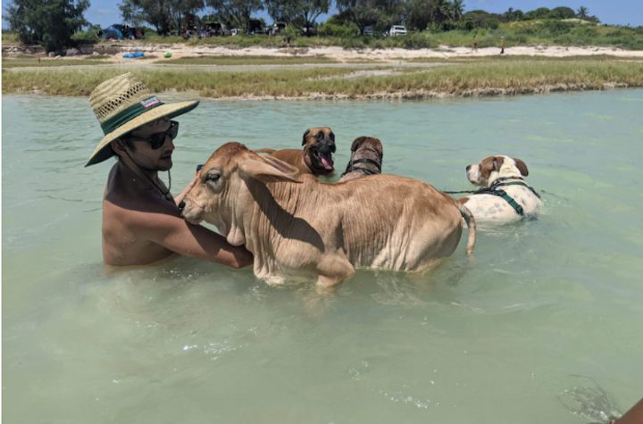 В Австралии теленок плавает со стаей собак