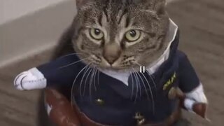 В Японии кошка возглавила полицейский участок