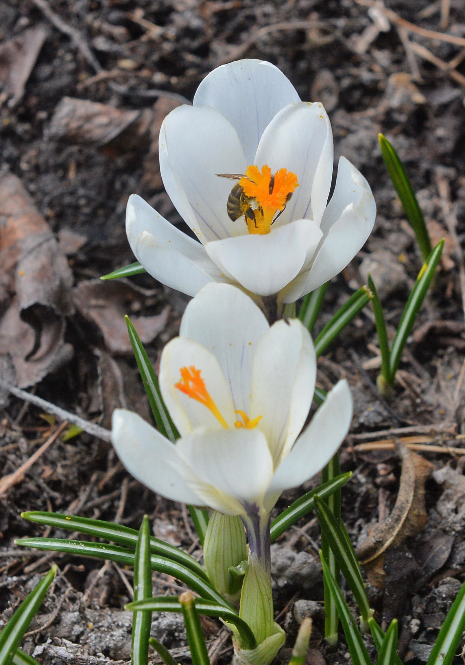 В Украине появляются первые весенние цветы