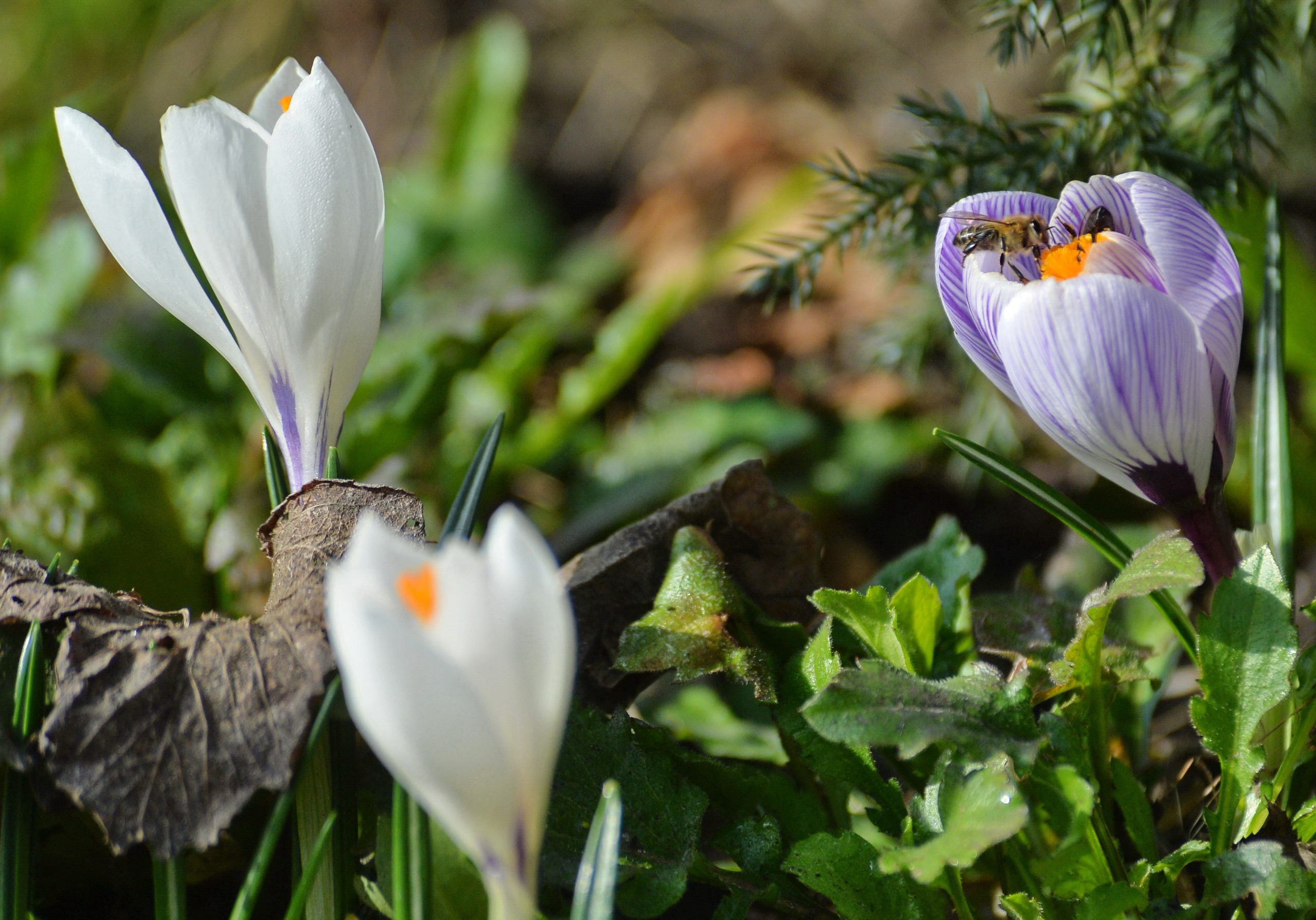 В Украине появляются первые весенние цветы