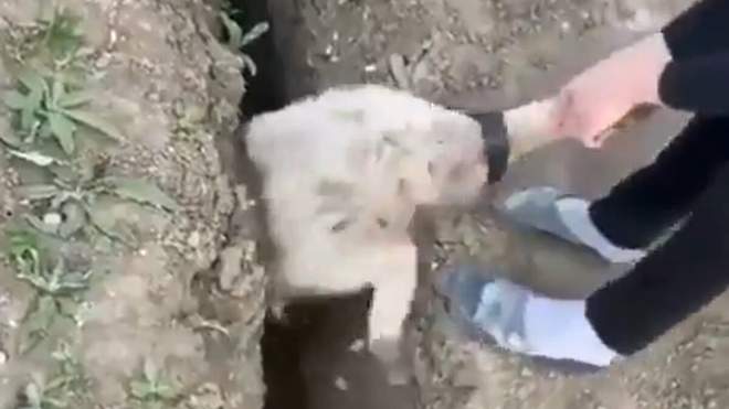 Овцу спасли из ямы, а через 4 секунды она упала туда снова
