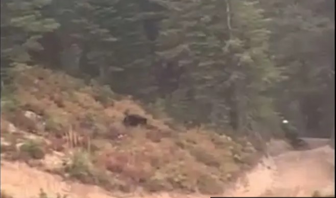Медведь устроил погоню за туристом на горной дороге