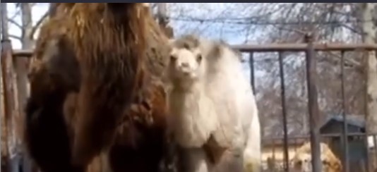В николаевском зоопарке показали новорожденного верблюжонка