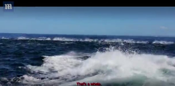 У побережья ЮАР мужчина чуть не попал в глотку кита