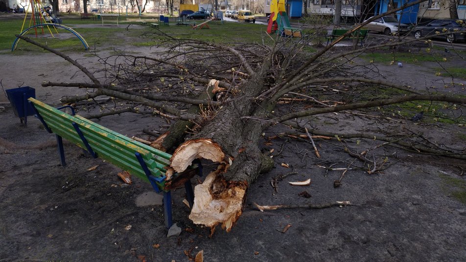 В Харькове мужчину привалило деревом: перелом ребер