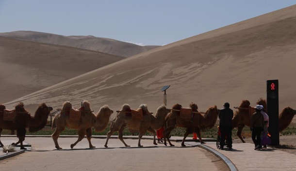 В Китае установили первый светофор для верблюдов