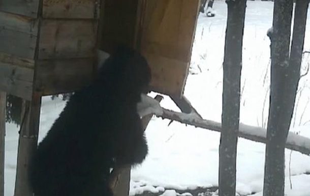 В Румынии смекалистый медведь украл мешок кукурузы