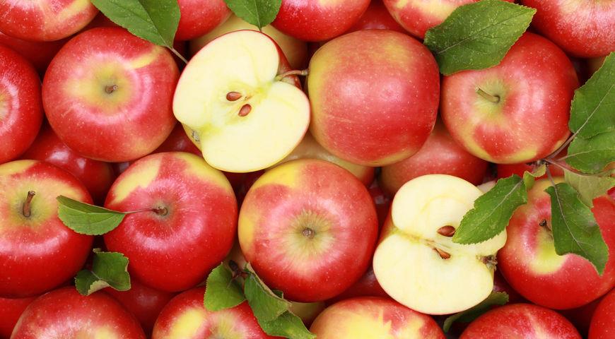 Диетолог рассказала о пользе яблок для профилактики рака