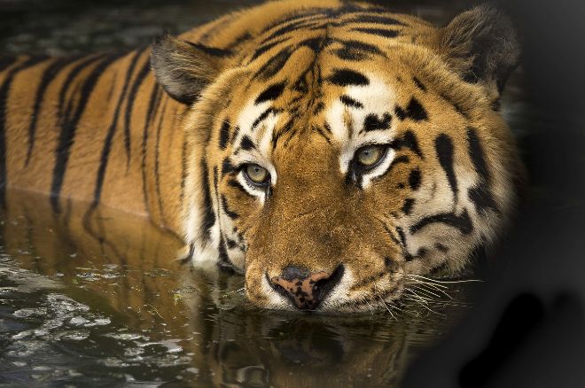 В зоопарке Таиланда тигров от жары спасают мороженым и бассейном