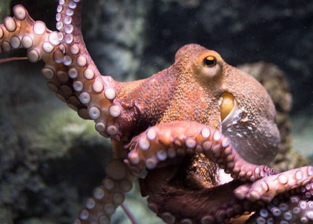 В Австралии осьминог вцепился в шею купающемуся мужчине