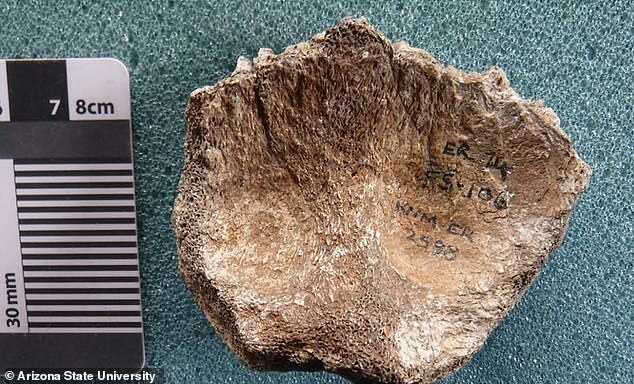 Ученые обнаружили останки древнейшего вида человека