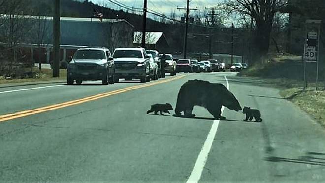 Из-за мамы-медведицы с выводком полиция перекрыла трассу в США