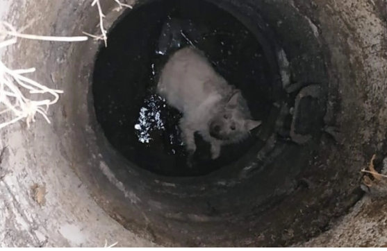 В Запорожье пес  в 6-метровый колодец упал пес
