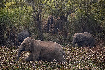 Дикие слоны растоптали четырех человек в Индии