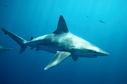Рыбак обнаружил тело убитого акулой серфера