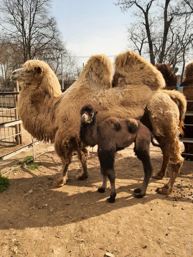 В зоопарке Одессы появился на свет верблюженок