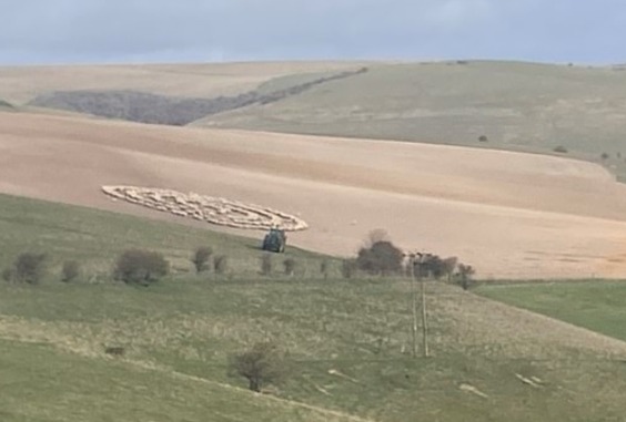 В Англии зафиксировали паранормальное скопление овец