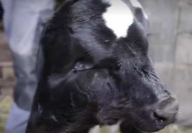 В Северной Македонии родился теленок с двумя головами