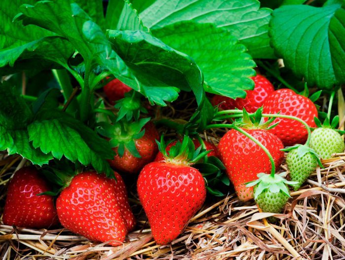 В Украине ожидается плохой урожай ранних ягод – эксперт