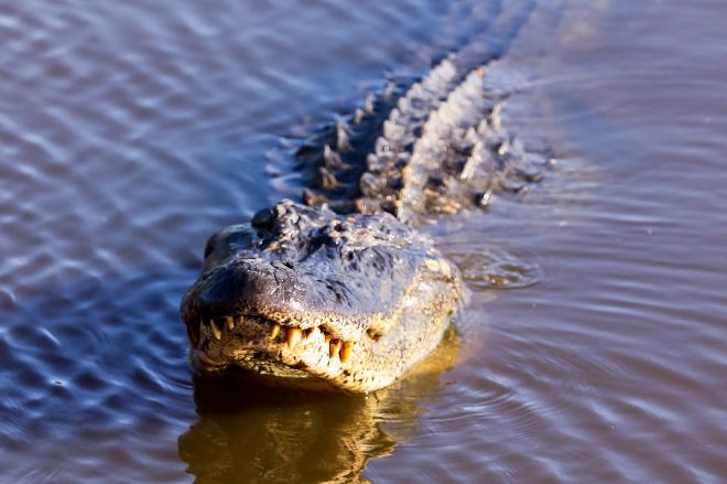 Аллигатор из-за непогоды переплыл Мексиканский залив (ФОТО)