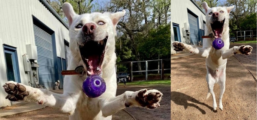 Пса сфотографировали в момент ловли мяча и он поразил Сеть