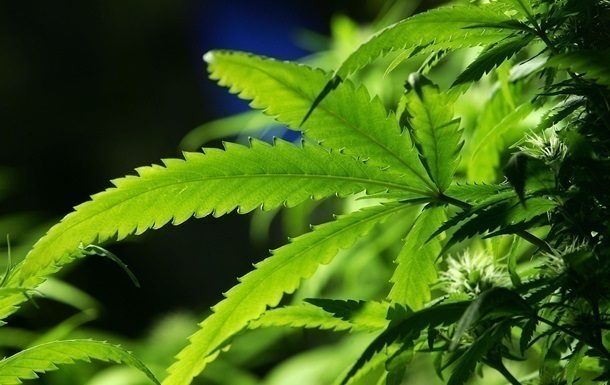 В Марокко изъяли пять тонн марихуаны