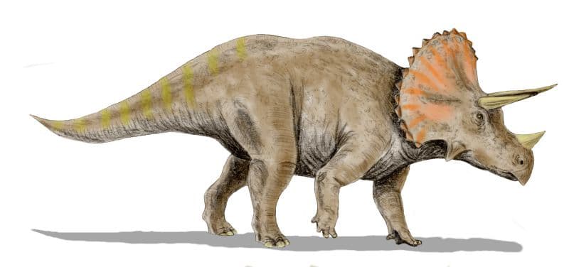 Ученые воссоздали сложение рогатого динозавра