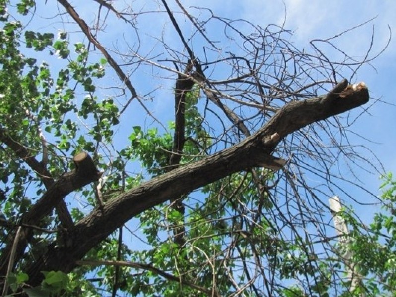 В Харькове на «Шевроле» рухнуло дерево