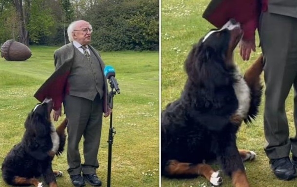 Собака приставала к президенту Ирландии во время публичной речи