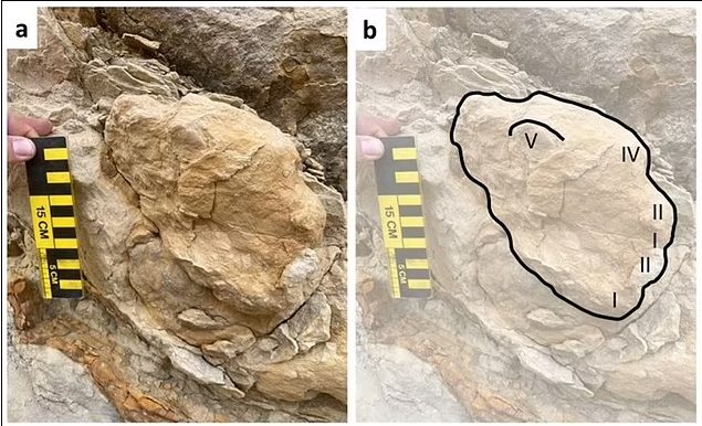 Американские археологи обнаружили на берегу моря следы возрастом 8 миллионов лет