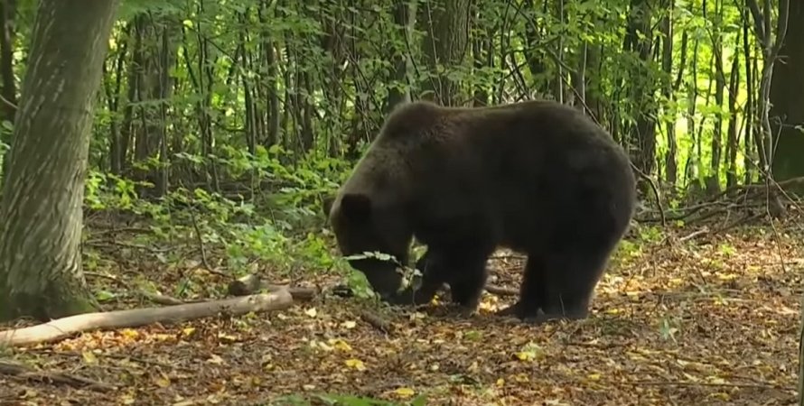 Жителей Прикарпатья «терроризирует» медведь (ВИДЕО)