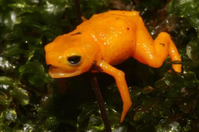 В Бразилии обнаружили сертельно-опасную жабу