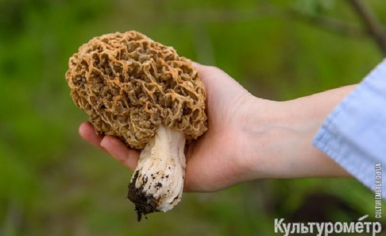 Под Одессой собирают огромные грибы