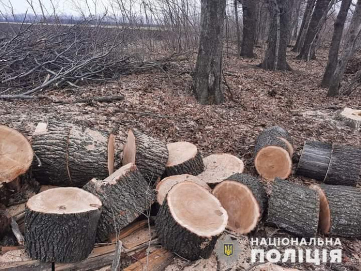 На Харьковщине на горячем поймали черного лесоруба