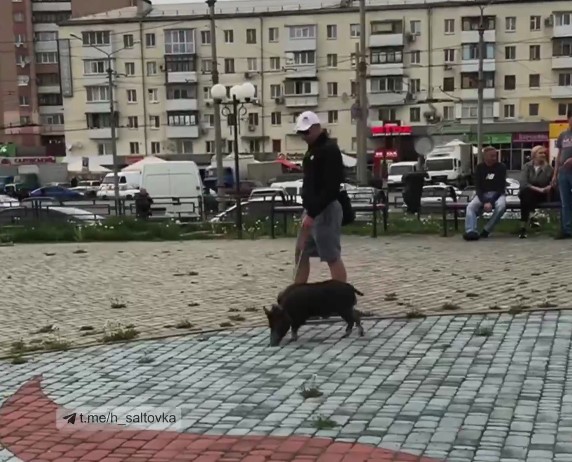 В Харькове мужчина гулял с кабаном на поводке