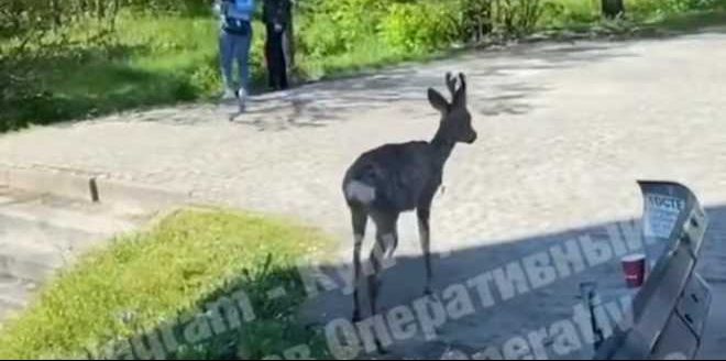 В Киеве возле метро разгуливал олень