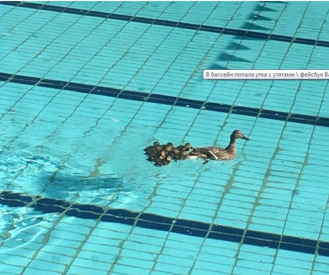 Во Львове утка с выводком совершила заплыв в бассейне