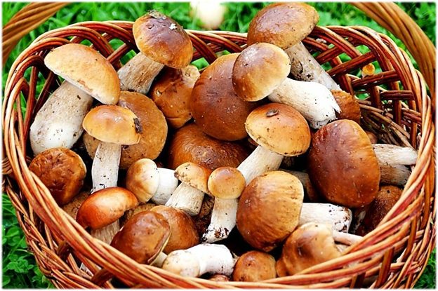 Диетолог рассказал об тонкостях потребления грибов
